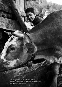 Paul Celdran et la vache